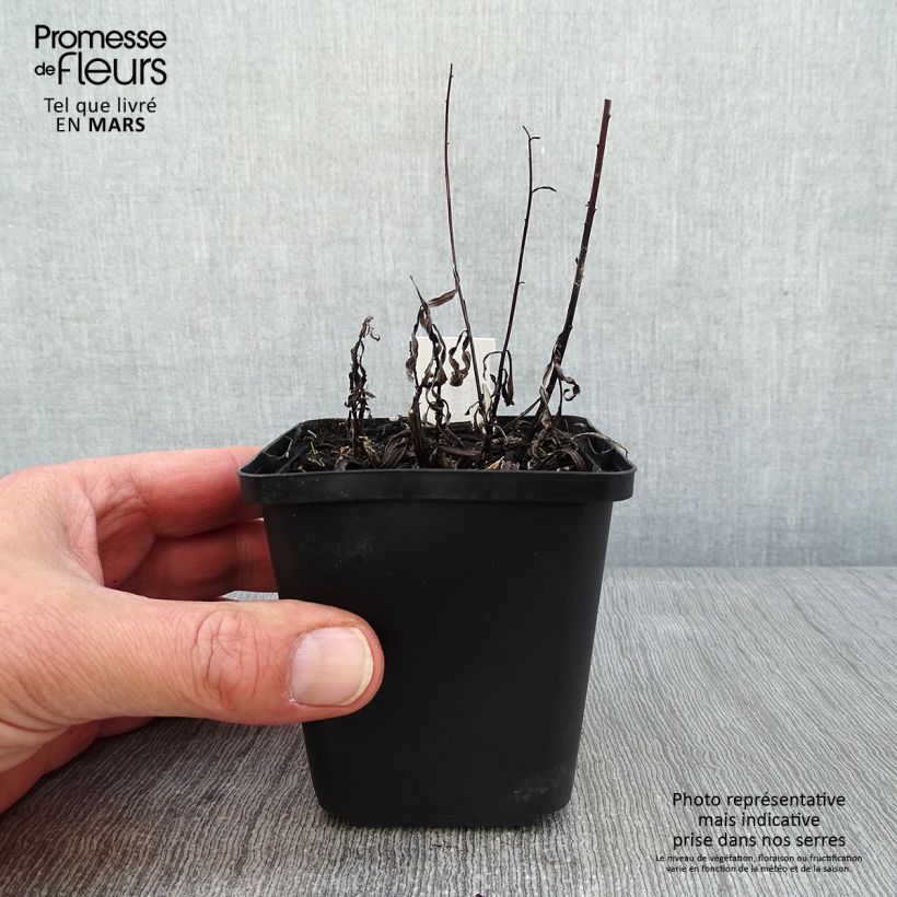 Example of Vernonia lettermannii - Vernone de Letterman Kweekpotje van 8/9 cm as you get in hiver