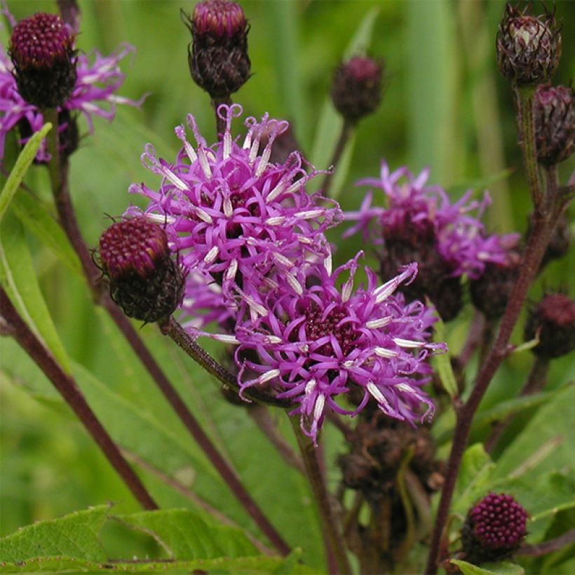 Vernonia noveboracensis - Ijzerkruid (Flowering)