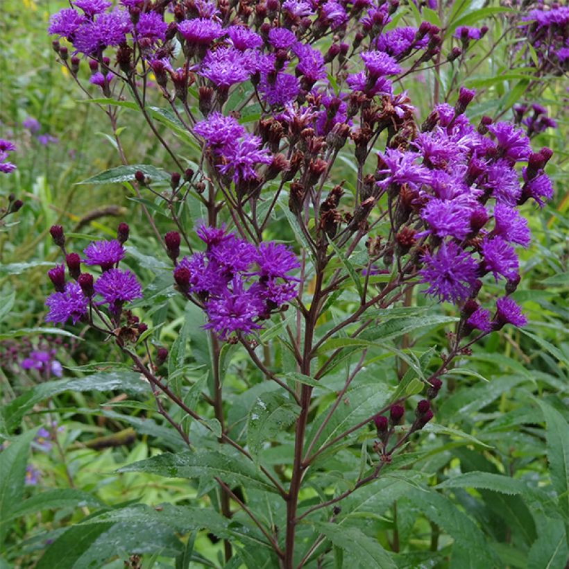 Vernonia noveboracensis - Ijzerkruid (Plant habit)
