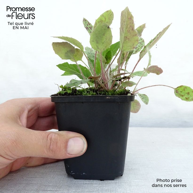 Exemplaar van Vernonia noveboracensis - Ijzerkruid Kweekpotje van 8/9 cm zoals geleverd in de lente