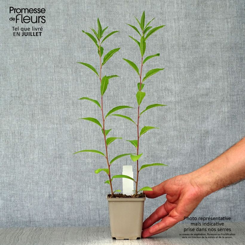 Exemplaar van Vernonia noveboracensis - Ijzerkruid Kweekpotje van 8/9 cm zoals geleverd in de zomer
