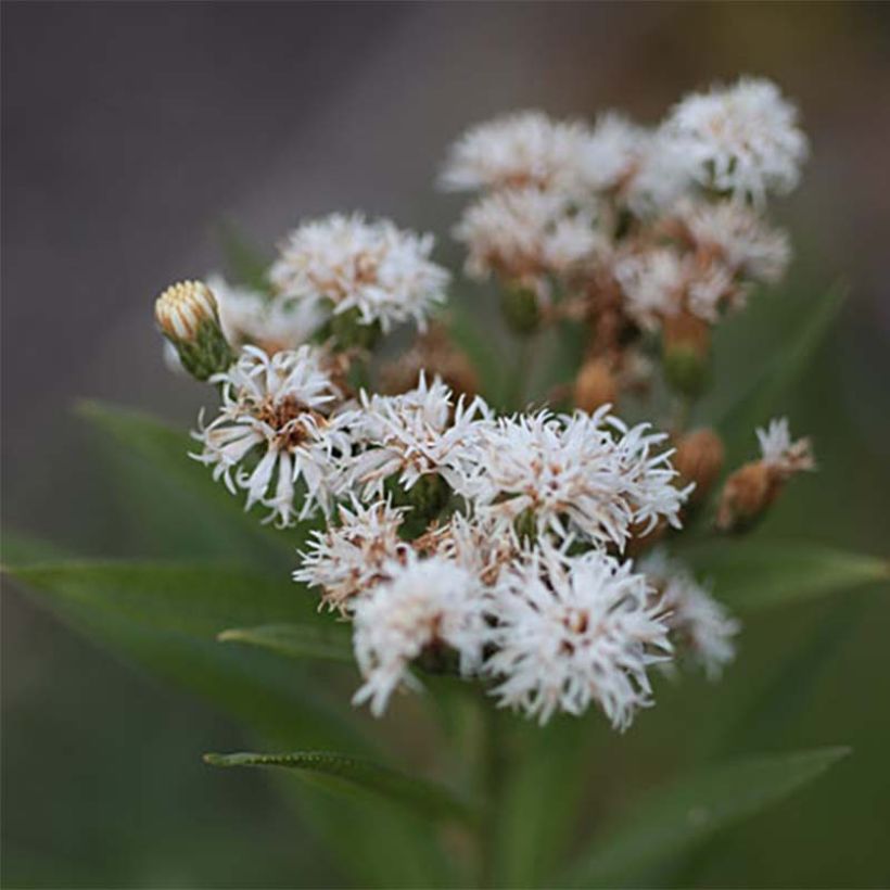 Vernonia noveboracensis White Lightning - Ijzerkruid (Flowering)