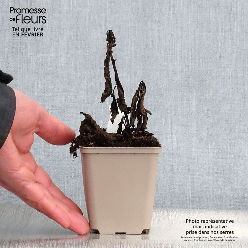 Example of Vernonia noveboracensis White Lightning - Ijzerkruid Kweekpotje van 8/9 cm as you get in hiver