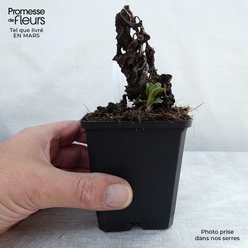 Exemplaar van Veronica Sunny Border Blue - Ereprijs Kweekpotje van 8/9 cm zoals geleverd in de lente