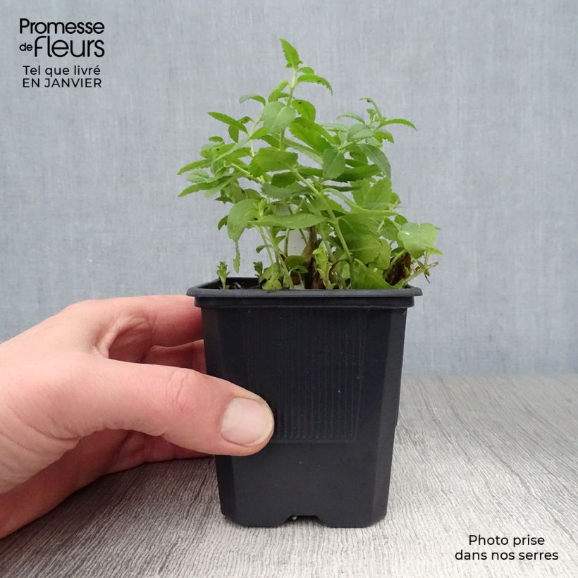 Example of Veronica austriaca Royal Blue - Brede ereprijs Kweekpotje van 8/9 cm as you get in hiver