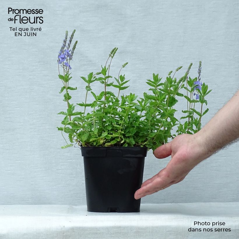 Exemplaar van Veronica austriaca Royal Blue - Brede ereprijs Pot van 2 l/3 l zoals geleverd in de zomer