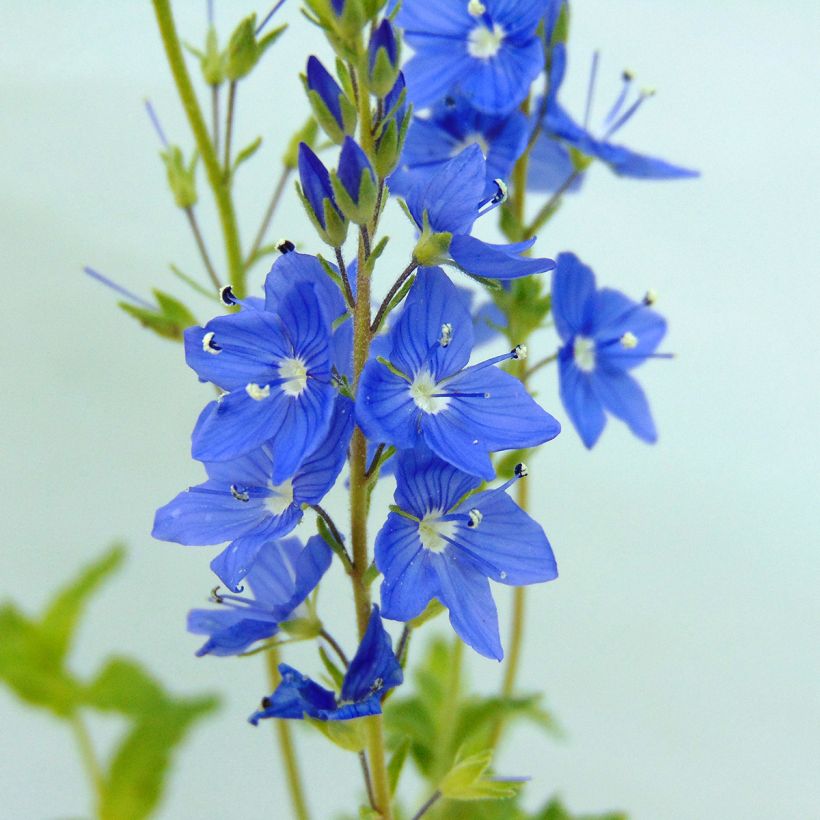 Veronica austriaca Royal Blue - Brede ereprijs (Flowering)