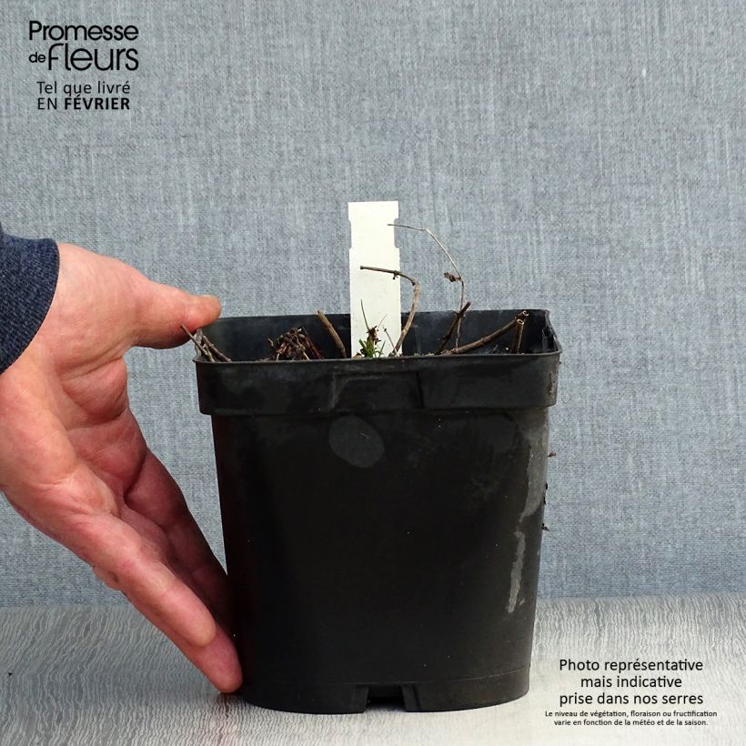 Example of Veronica austriaca Royal Blue - Brede ereprijs Pot van 2 l/3 l as you get in hiver