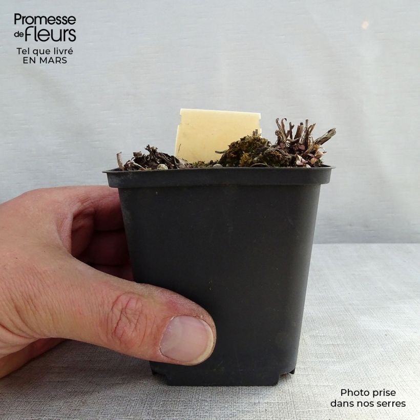 Exemplaar van Veronica gentianoides Barbara Sherwood - Gentiaan-ereprijs Kweekpotje van 8/9 cm zoals geleverd in de winter