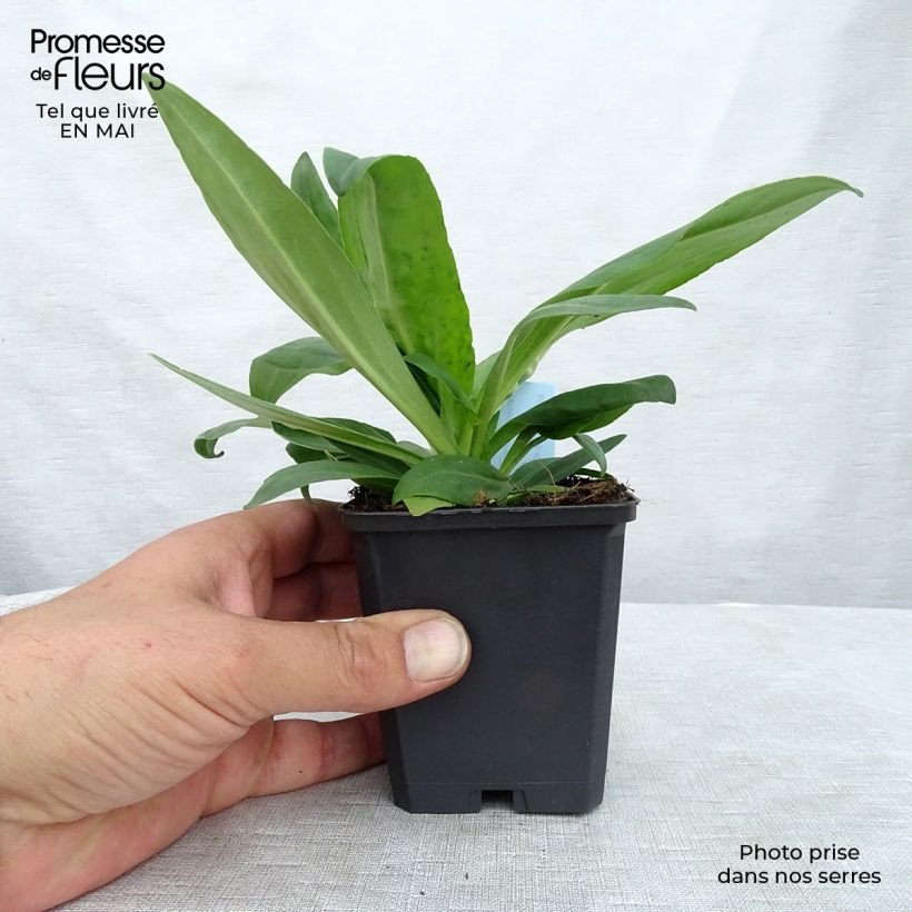 Exemplaar van Veronica gentianoides - Gentiaan-ereprijs Kweekpotje van 8/9 cm zoals geleverd in de lente