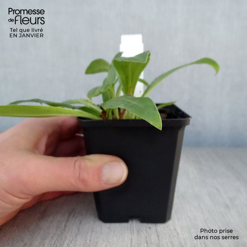 Example of Veronica gentianoides - Gentiaan-ereprijs Kweekpotje van 8/9 cm as you get in hiver