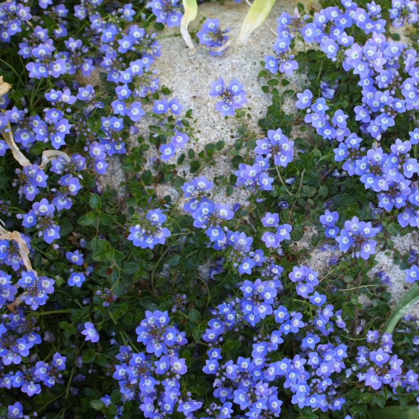 Veronica liwanensis - Turks ereprijs (Plant habit)