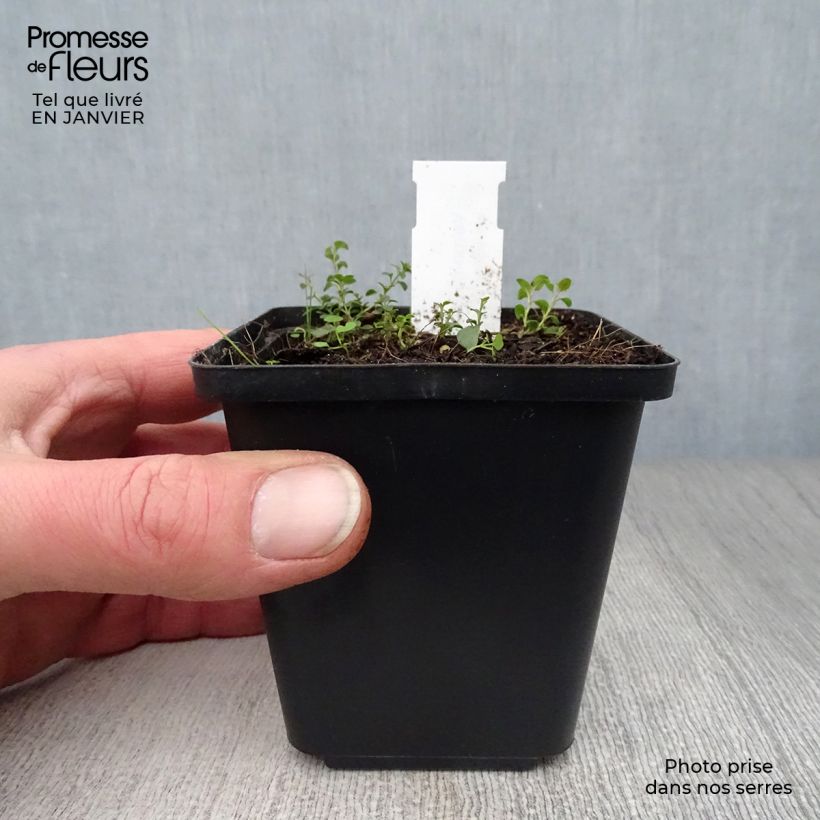 Example of Veronica liwanensis - Véronique Kweekpotje van 8/9 cm as you get in hiver