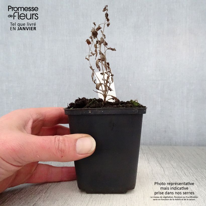 Example of Veronica longifolia Blauriesin - Véronique à grandes feuilles Kweekpotje van 8/9 cm as you get in hiver