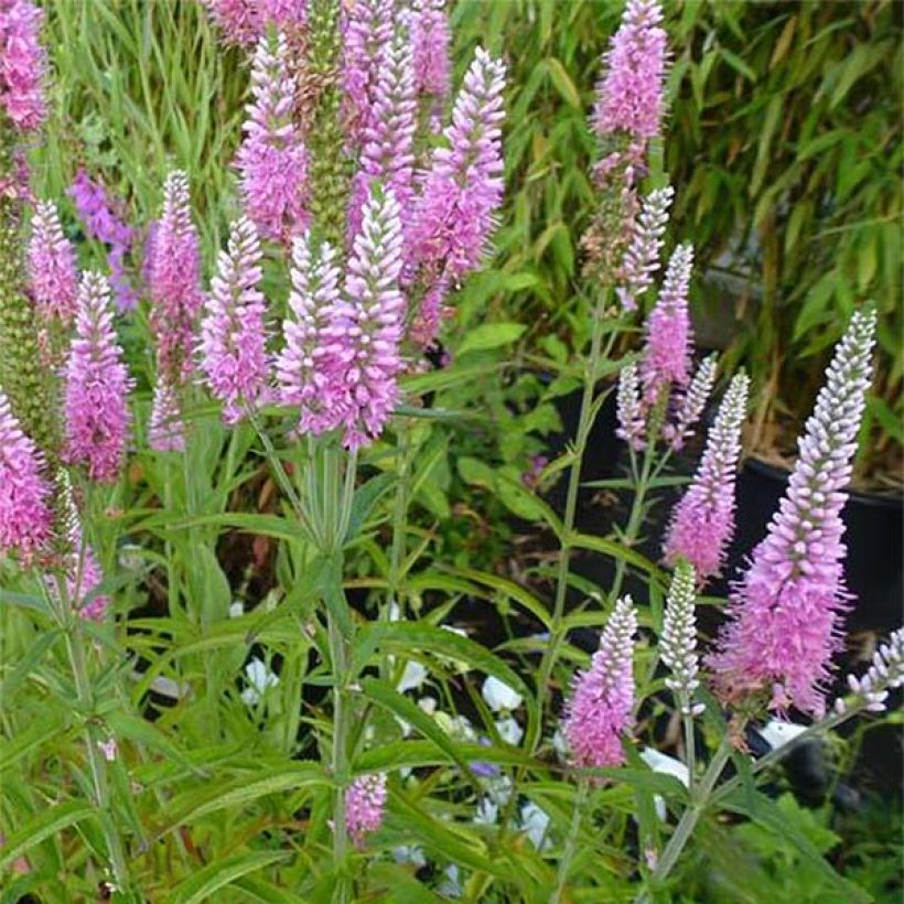 Veronica longifolia Candied Candle - Lange ereprijs (Flowering)
