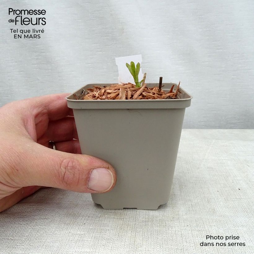 Exemplaar van Veronica longifolia Candied Candle - Lange ereprijs Kweekpotje van 8/9 cm zoals geleverd in de lente