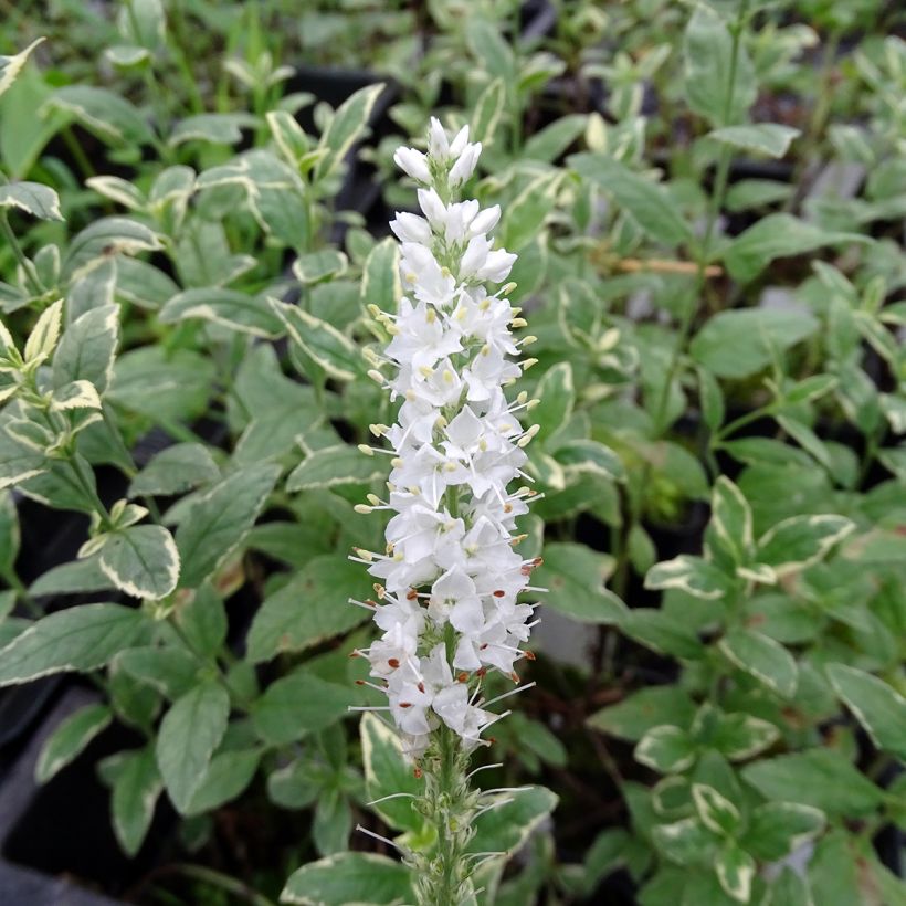 Veronica longifolia Charlotte - Lange ereprijs (Flowering)