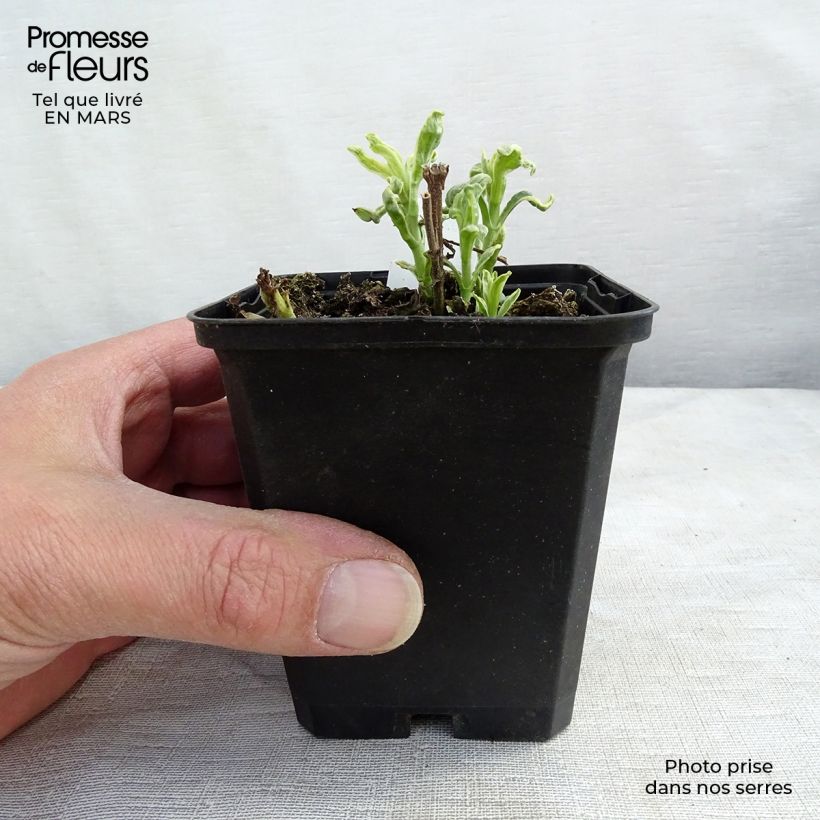 Example of Veronica longifolia Charlotte® - Véronique à grandes feuilles Kweekpotje van 8/9 cm as you get in hiver