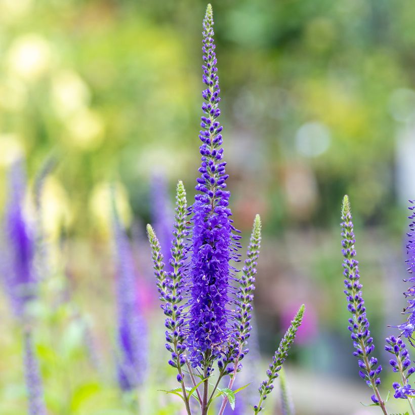 Veronica longifolia First Glory - Lange ereprijs (Flowering)
