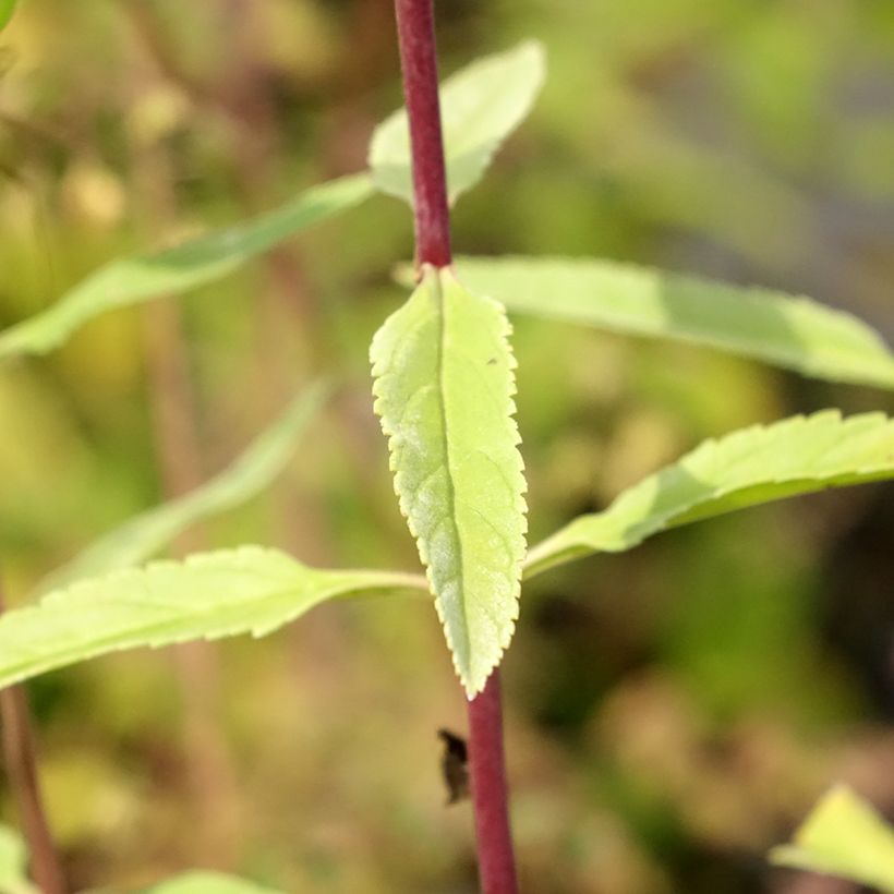 Veronica longifolia First Glory - Lange ereprijs (Blad)