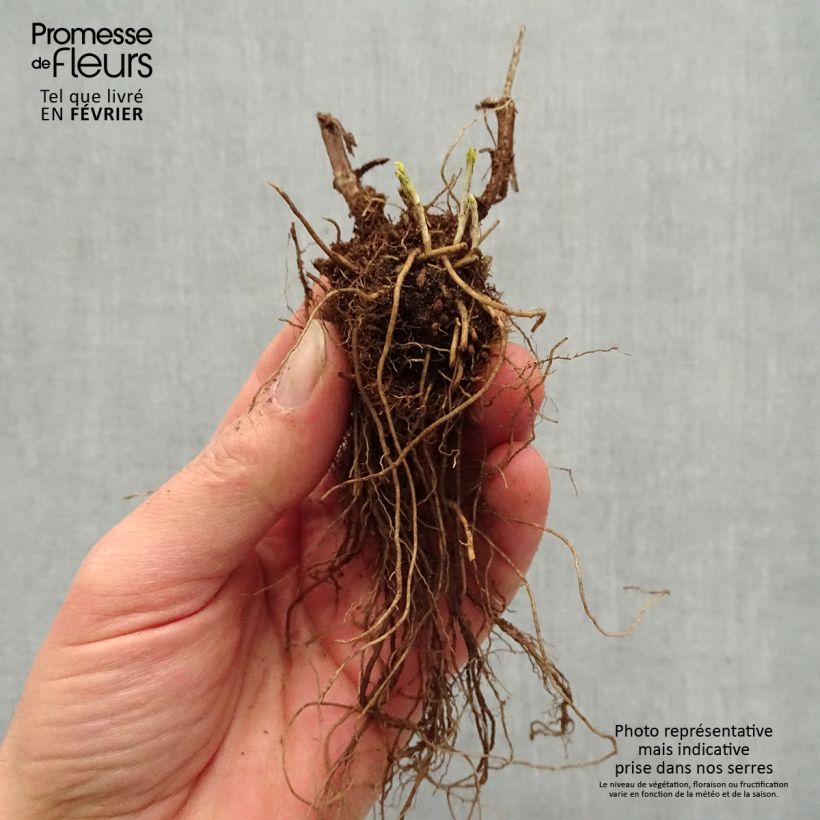 Example of Veronica longifolia First Glory - Véronique à longues feuilles Naakte wortel as you get in hiver