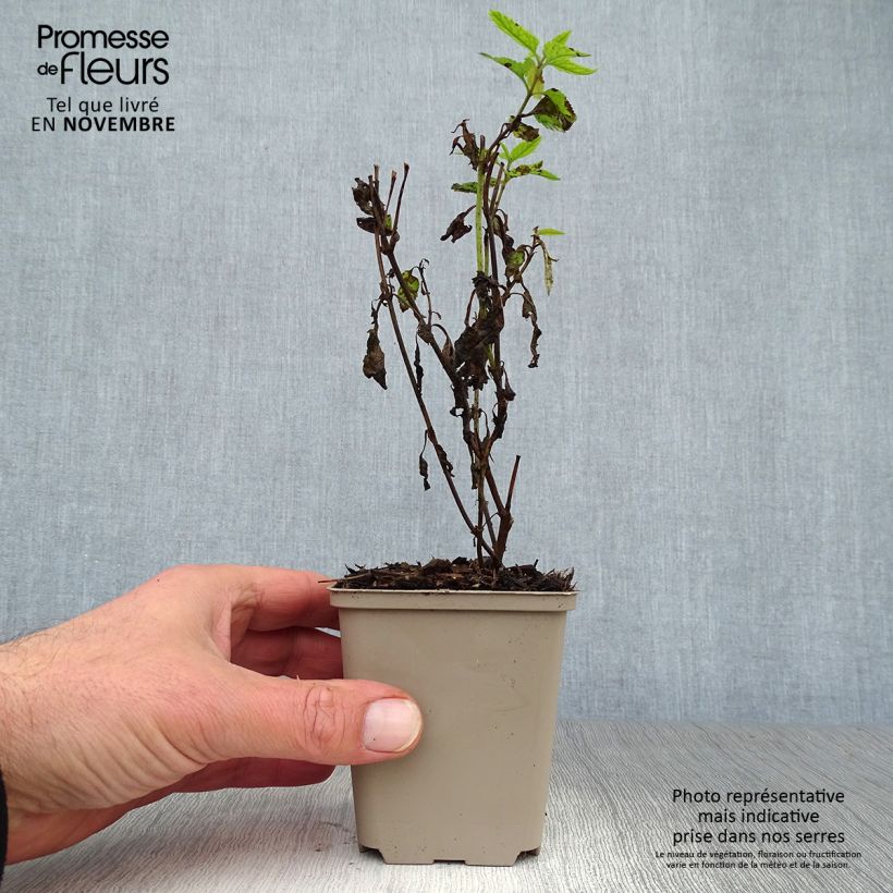 Exemplaar van Veronica longifolia Lila Karina - Lange ereprijs Kweekpotje van 8/9 cm zoals geleverd in de herfst