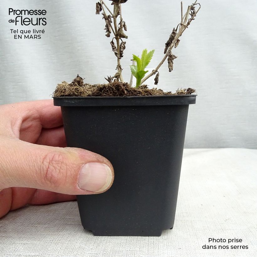 Exemplaar van Veronica longifolia Lila Karina - Lange ereprijs Kweekpotje van 8/9 cm zoals geleverd in de lente