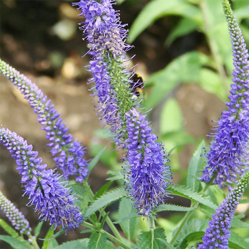Veronica longifolia Marietta - Lange ereprijs (Flowering)