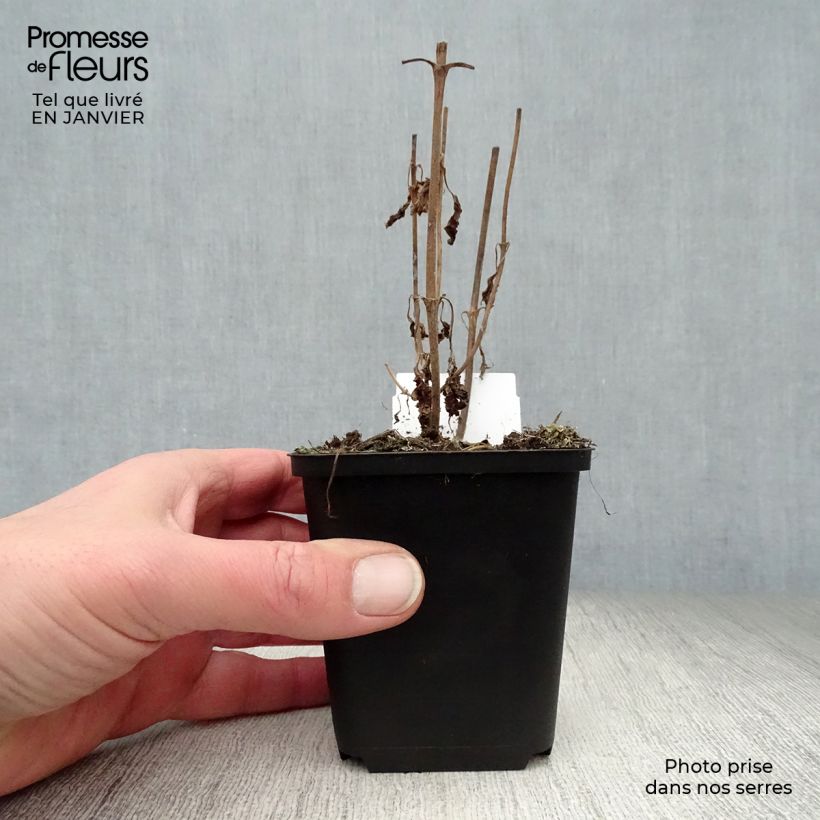 Example of Veronica longifolia Marietta - Lange ereprijs Kweekpotje van 8/9 cm as you get in hiver