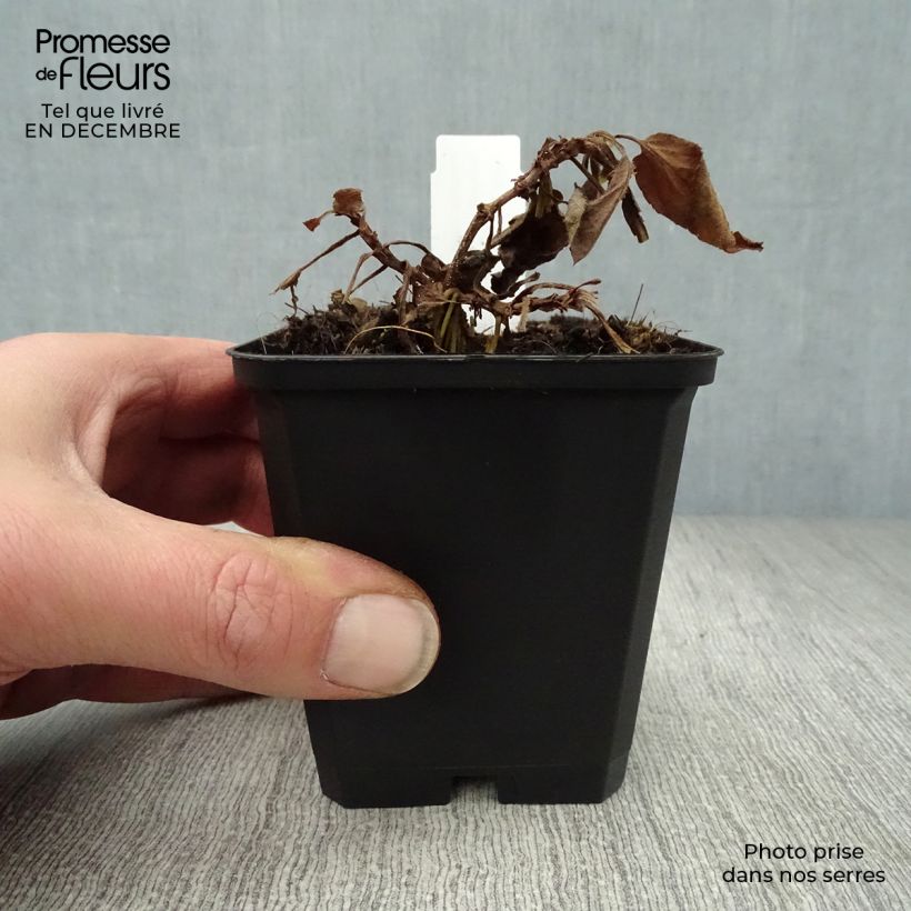 Example of Veronica longifolia Pink Damask - Lange ereprijs Kweekpotje van 8/9 cm as you get in hiver