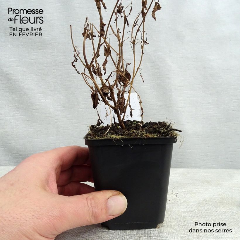 Example of Veronica longifolia Schneeriesin - Véronique blanche à longues feuilles Kweekpotje van 8/9 cm as you get in hiver