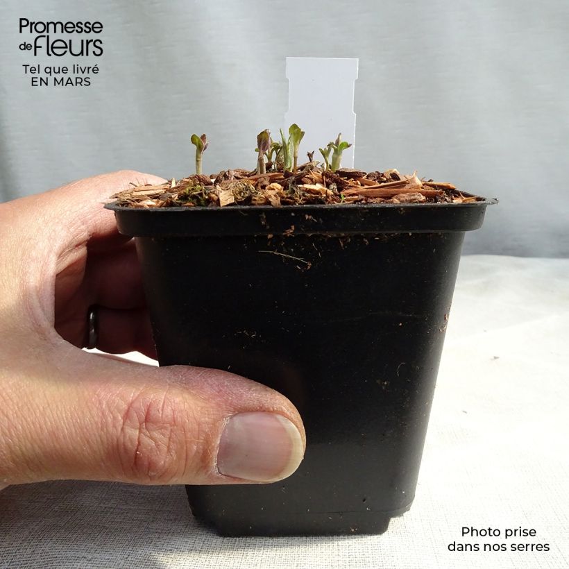 Exemplaar van Veronica longifolia - Lange ereprijs Kweekpotje van 8/9 cm zoals geleverd in de lente