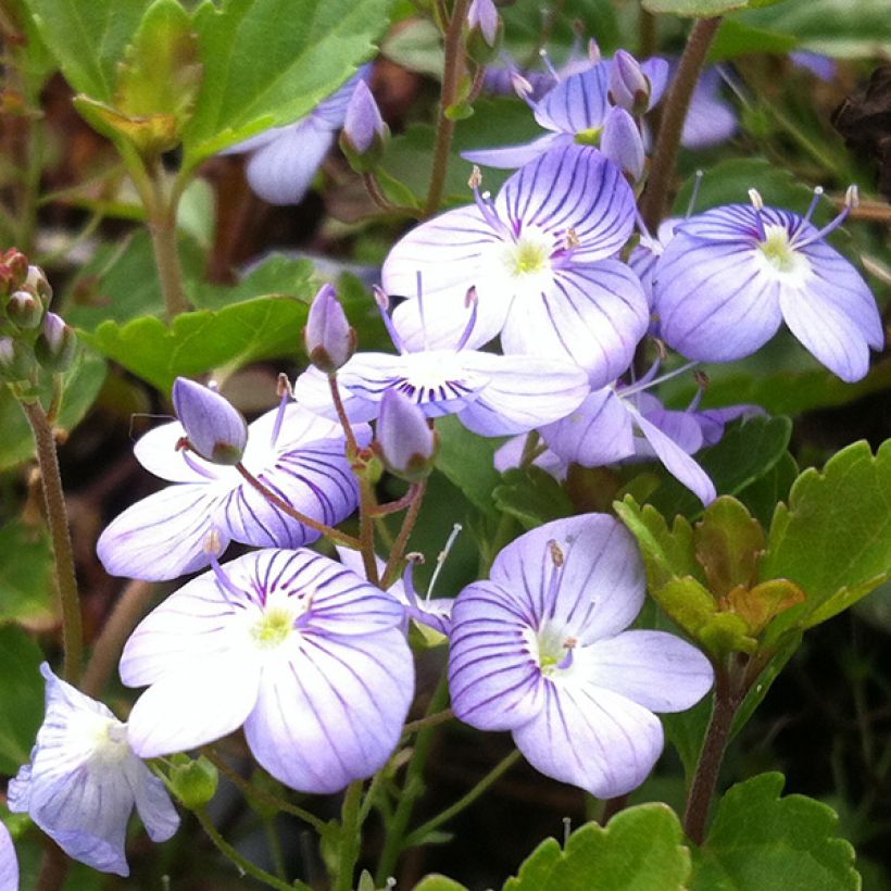 Veronica petraea - Ereprijs (Flowering)