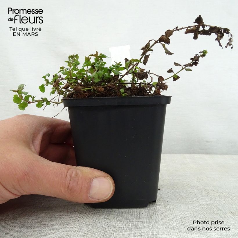 Exemplaar van Veronica petraea - Ereprijs Kweekpotje van 8/9 cm zoals geleverd in de lente