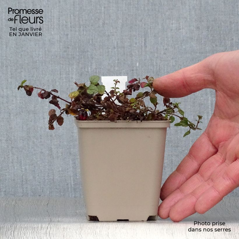 Example of Veronica petraea Madame Mercier - Véronique  Kweekpotje van 8/9 cm as you get in hiver