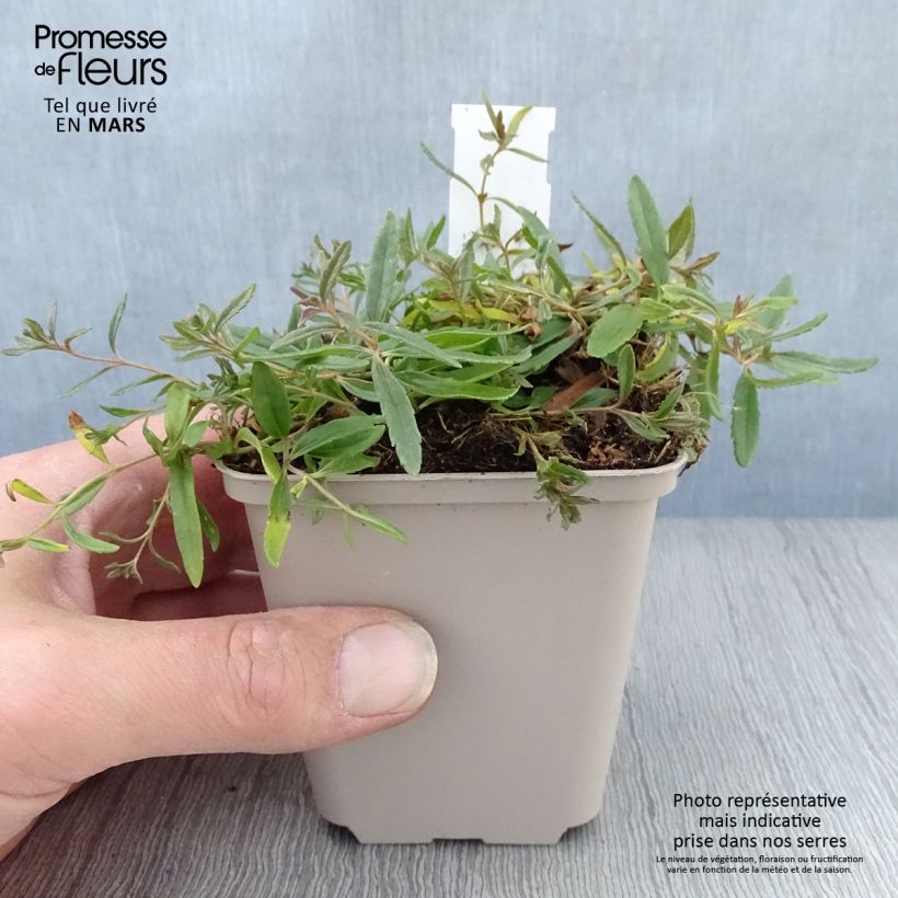 Exemplaar van Veronica prostrata Alba - Liggende ereprijs Kweekpotje van 8/9 cm zoals geleverd in de lente