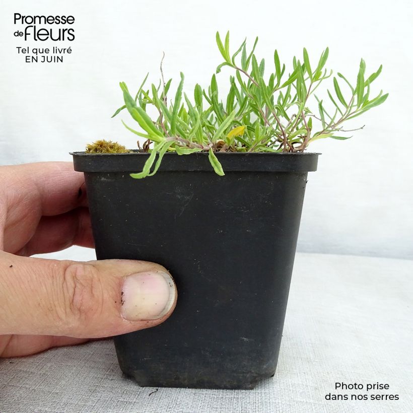 Exemplaar van Veronica prostrata Mrs Holt - Liggende ereprijs Kweekpotje van 8/9 cm zoals geleverd in de zomer