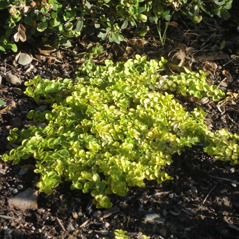 Veronica repens Sunshine - Kruipende ereprijs (Groeiplaats)