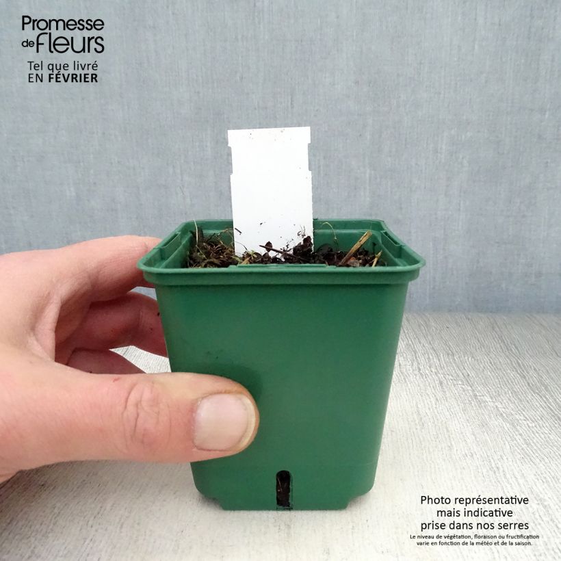 Exemplaar van Veronica repens Sunshine - Kruipende ereprijs Kweekpotje van 8/9 cm zoals geleverd in de winter