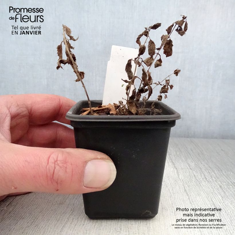 Example of Veronica spicata Alba - Aar-ereprijs Kweekpotje van 8/9 cm as you get in hiver