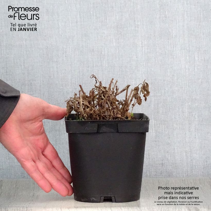 Example of Veronica spicata Alba - Aar-ereprijs Pot van 2 l/3 l as you get in hiver