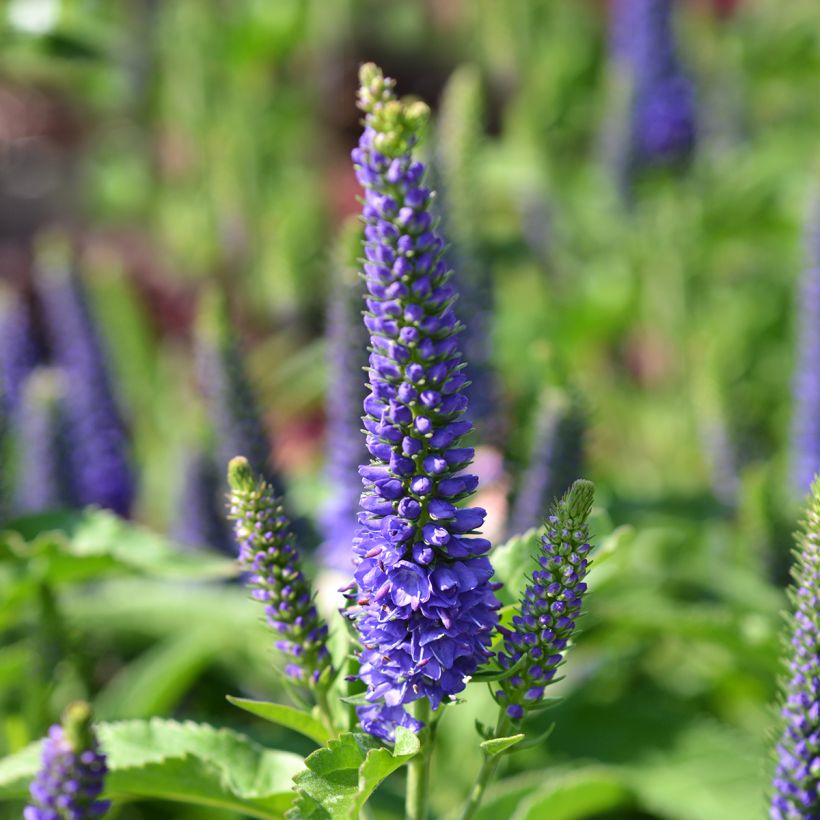 Veronica spicata Baby Blue - Aar-ereprijs (Flowering)