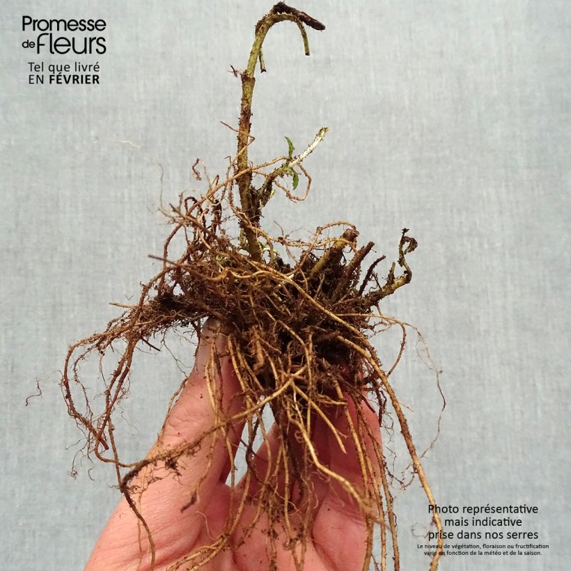 Example of Veronica spicata Baby Blue - Véronique en épis Naakte wortel as you get in hiver