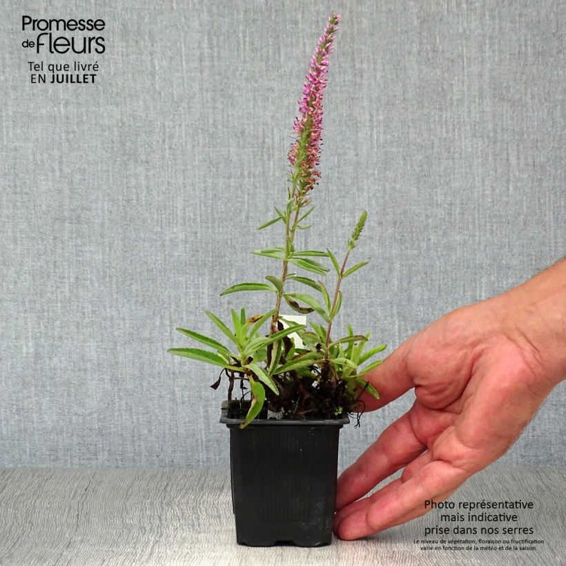 Exemplaar van Veronica spicata Barcarolle - Aar-ereprijs Kweekpotje van 8/9 cm zoals geleverd in de zomer