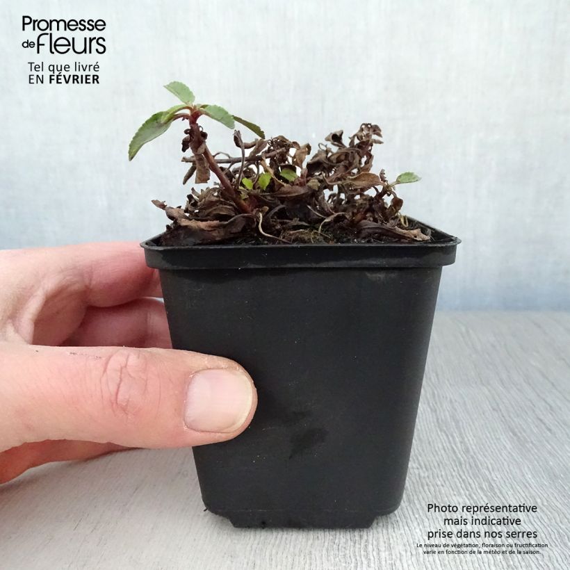 Example of Veronica spicata Barcarolle - Véronique en épi Barcarolle Kweekpotje van 8/9 cm as you get in hiver