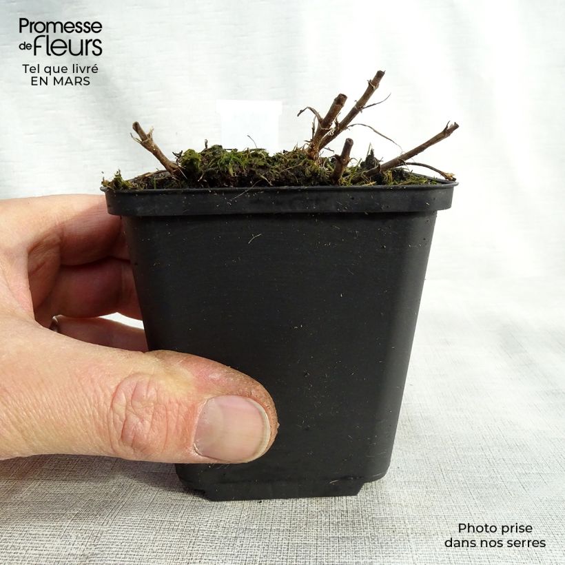 Exemplaar van Veronica spicata Barcarolle - Aar-ereprijs Kweekpotje van 8/9 cm zoals geleverd in de lente