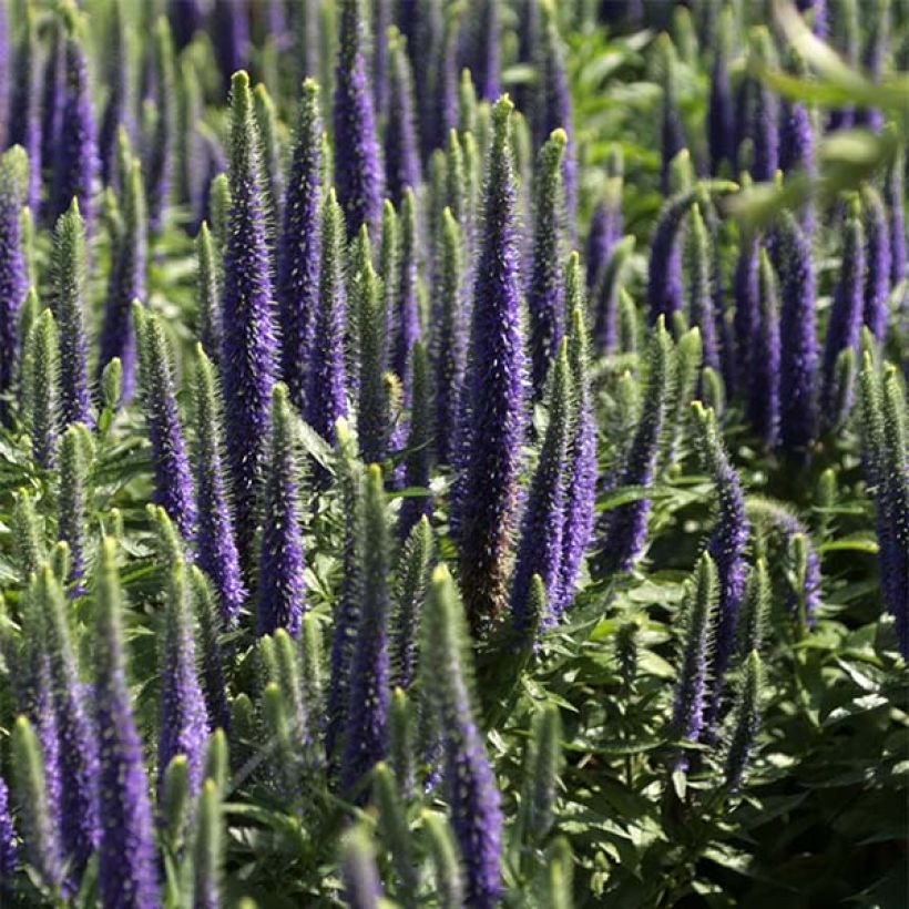 Veronica spicata Blue Candles - Aar-ereprijs (Bloei)