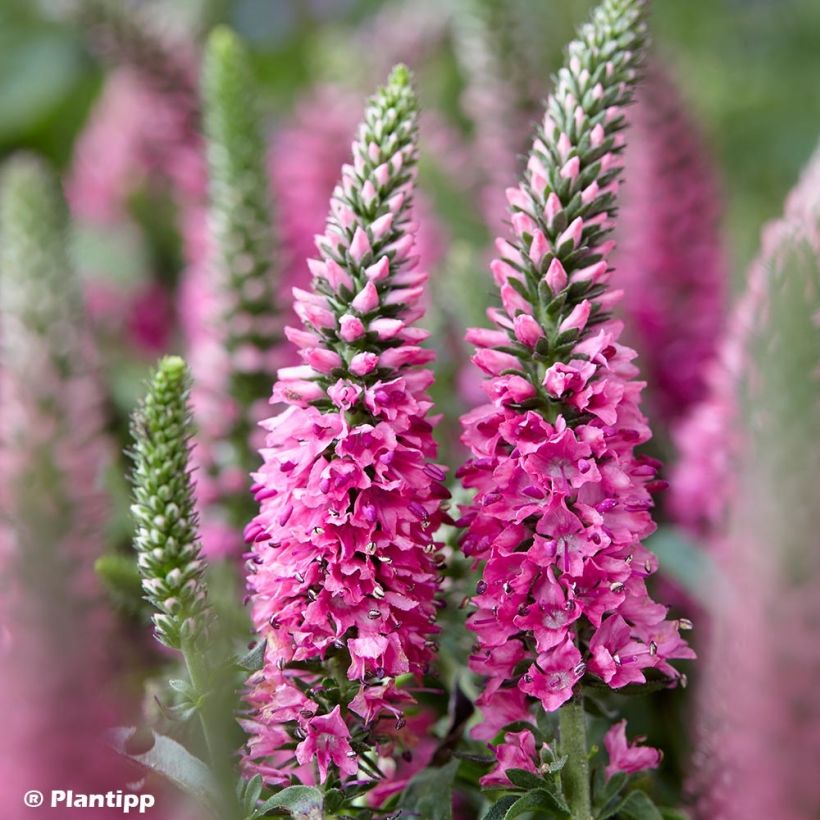 Veronica spicata Bubblegum Candles - Aar-ereprijs (Flowering)