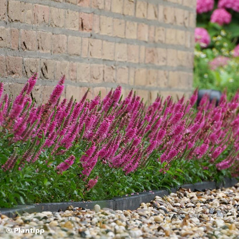 Veronica spicata Bubblegum Candles - Aar-ereprijs (Plant habit)