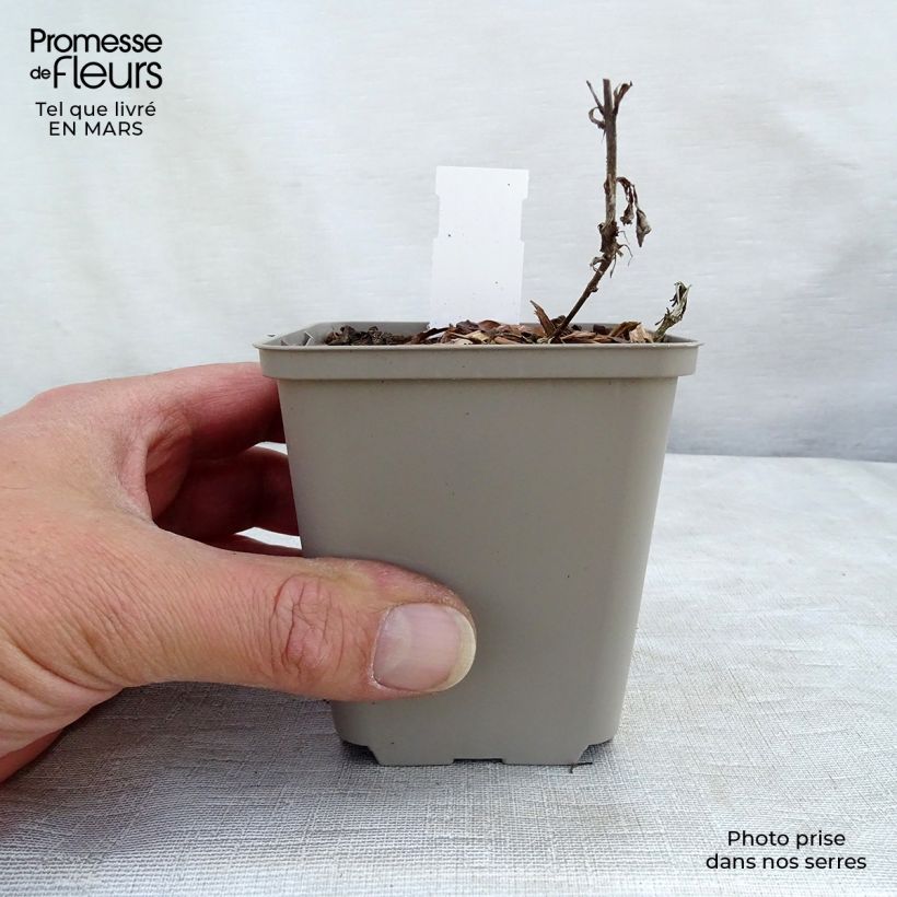 Example of Veronica spicata Bubblegum Candles - Véronique en épis Kweekpotje van 8/9 cm as you get in hiver